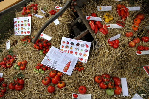 Exposition tomates
